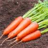 Морковь столовая позднеспелая Регульская,  5 г фото 1