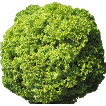 Салат Лоло Бионда, 1 г фото 1