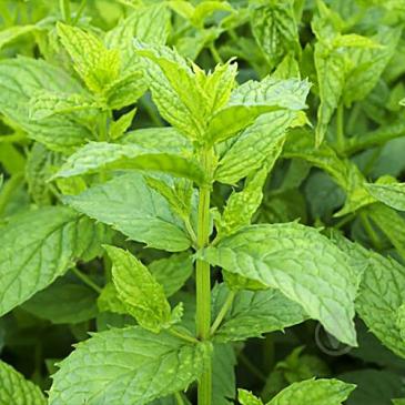 М'ята, 0,1 г фото 1