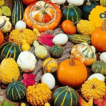 Тыква декоративная, 10 сем. фото 1