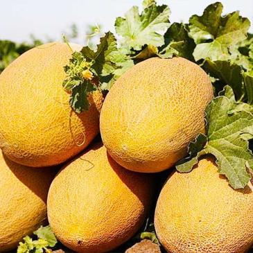 Диня Ананас, 50 нас. фото 1