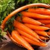 Морква столова пізньостигла Долянка,  5 г фото 1