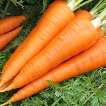Морковь Ланге Роте Штумпфе, 10 г фото 1
