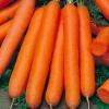 Морква столова середньопізня Флаккенарія,  20 г фото 1