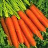 Морква столова ранньостигла Голландка,   5 г фото 1