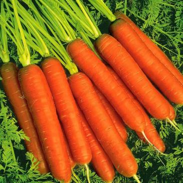 Морковь Голландка, 5 г фото 1