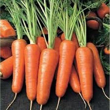 Морковь Аленка, 5 г фото 1