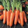 Морковь столовая раннеспелая Аленка,  20 г фото 1