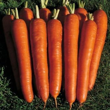 Морква Красний велікан, 5 г фото 1