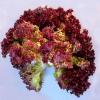 Салат листовой Ред Корал,  10 г фото 1
