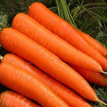Морква Длінная красная, 5 г фото 1