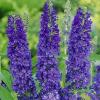 Буддлея АДОНІС БЛЮ / Buddleja davidii Adonis Blue