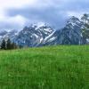Трава газонна Альпійська,  1 кг фото 1