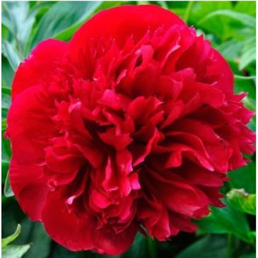 Півонія RUBRA PLENA, 1корен. 2/3 фото 1