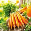 Морковь столовая позднеспелая Дарья,  20 г фото 1