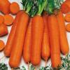 Морковь столовая среднеспелая Памелла,  20 г фото 1