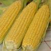 Кукуруза сахарная Спирит F1,  100 сем.