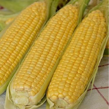 Кукурудза цукрова Спіріт F1, 100 нас. фото 1