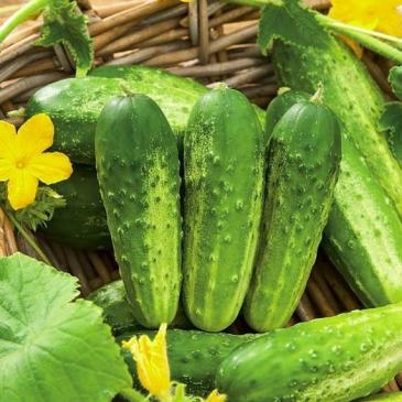 Огірок Сандер F1, 1 г фото 1