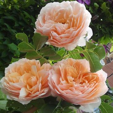 Плетиста троянда GINGER SYLLABUB / Джінджер Сілабаб фото 1