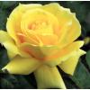 Чайно - гібридна троянда LANDORA / Ландора фото 1