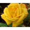 Троянда флорібунда ARTHUR BELL / Артур Белл,  серія Меррі Грін