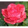 Чайно – гибридная роза RED INTUITION / Ред Интуишн,  серия Мерри Грин фото 1