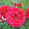 Полиантовая роза CORDULA / Кордула,  серия Мерри Грин фото 1