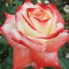 Чайно-гібридна троянда IMPERATRICE FARAH / Імператриця Фарах