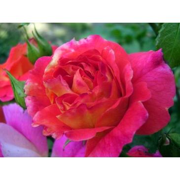 Троянда Кордес флорібунда GEBRUDER GRIMM / Гебрюдер Грімм, серія Рустік фото 1