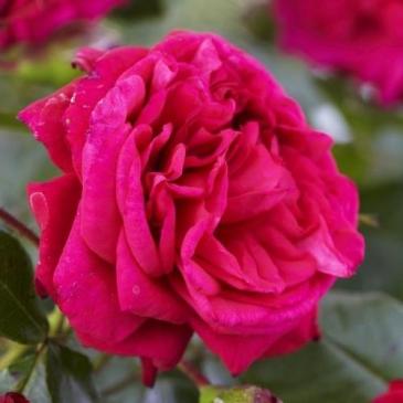 Троянда Кордес плетиста LAGUNA / Лагуна фото 1