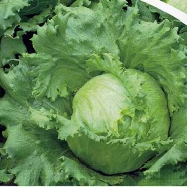 Салат айсберг Робінсон, 20 нас. фото 1