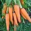 Морковь столовая позднеспелая Вита Лонга,  1 г фото 1