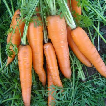 Морковь Вита Лонга, 1 г фото 1
