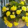 Бегония Шансон F1 ампельная желтая,  10 сем.