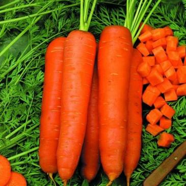 Морковь столовая позднеспелая Скарла, 3 г фото 1