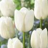 Тюльпан Триумф WHITE DREAM,  11/12,  3 лук. фото 1