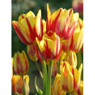 Тюльпан багатоквітковий COLOUR SPEKTACLE, 11/12, 3 циб. фото 1