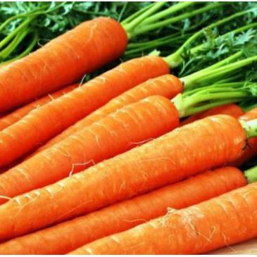 Морковь столовая дражированная раннеспелая Голландка, 400 сем. фото 1
