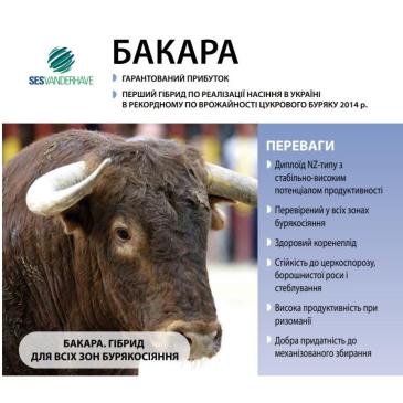 Буряк цукровий Бакара, 1 кг фото 1