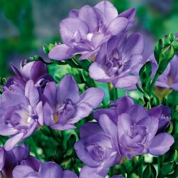 Фрезія махрова BLUE, 5 циб. 5+ фото 1