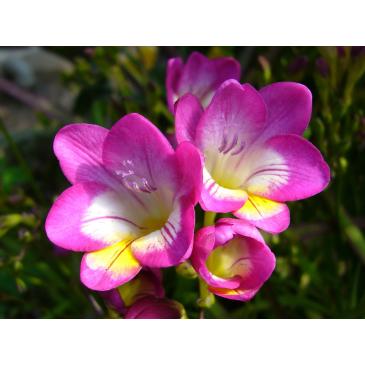 Фрезія махрова PINK, 5 циб. 5+ фото 1