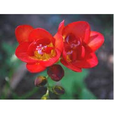 Фрезія махрова RED, 5 циб. 5+ фото 1