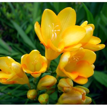 Фрезія махрова YELLOW, 5 циб. 5+ фото 1