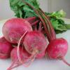 Редька Красная зимняя,  3 г