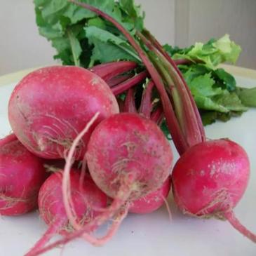 Редька Красная зимняя, 3 г фото 1