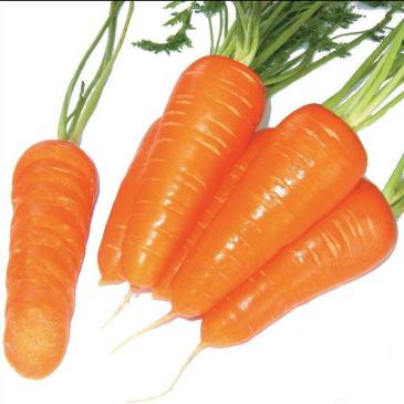 Морковь Шантане Ред Коред, 400 сем. фото 1