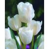 Тюльпан многоцветковый WEISE BERLINER,  11/12,  3 лук. фото 1