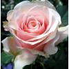 Чайно - гібридна троянда MAJESTIC / Маджестік фото 1