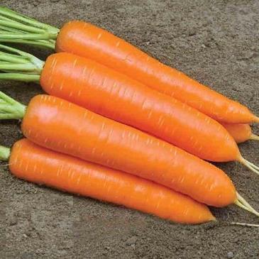 Морковь Монанта, 2 г фото 1